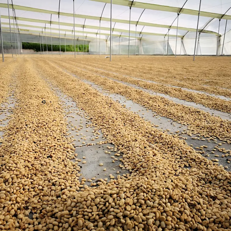 Amenaza Menor • Colombia • Decaf