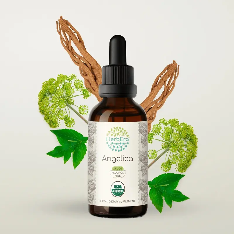 HerbEra Angelica Tincture (Alcohol-Free, 59 ml)