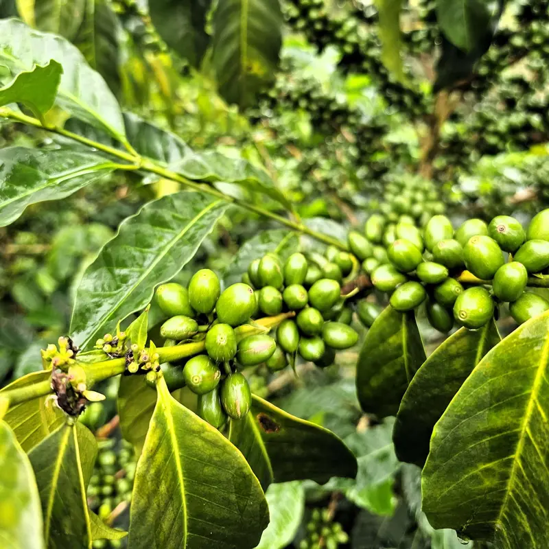 Mario Gomez • Colombia • Bourbon Aji