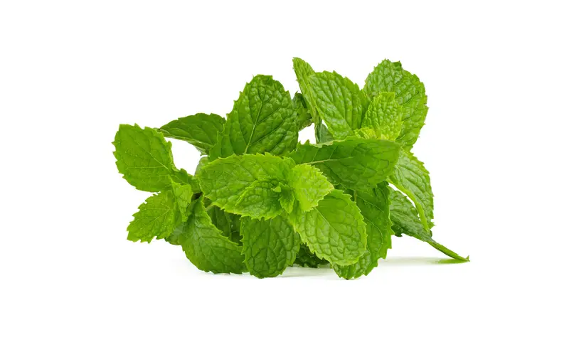Müsliskål Mynte Herbal Green